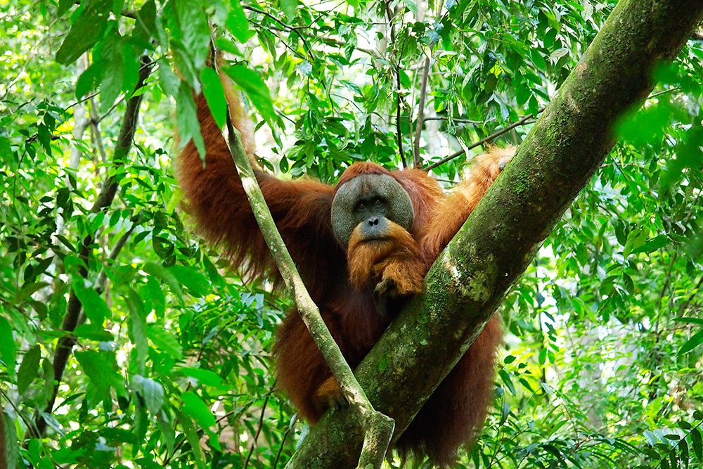 indonesien-fernweh-sumatra-bukit-lawang-orang-utan