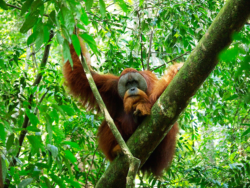 indonesien-fernweh-sumatra-bukit-lawang-orang-utan