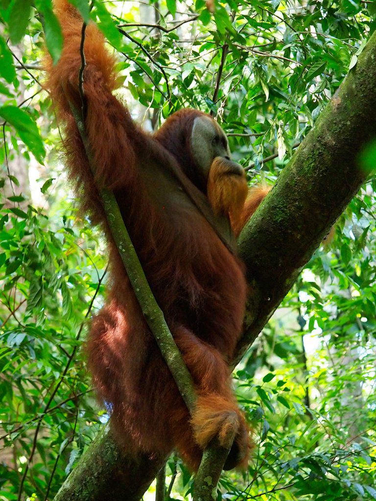 indonesien-fernweh-sumatra-bukit-lawang-orang-utan