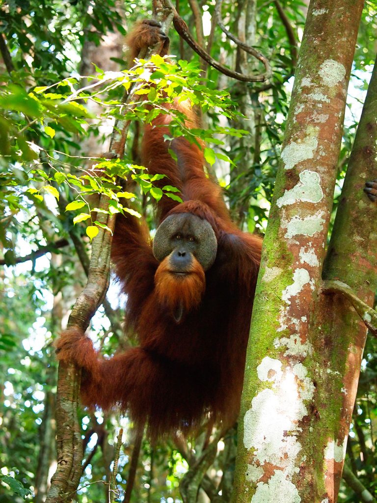 indonesien-fernweh-sumatra-bukit-lawang-orang-utan