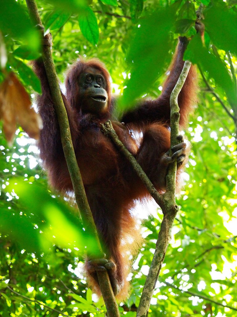 indonesien-fernweh-sumatra-bukit-lawang-orang-utan