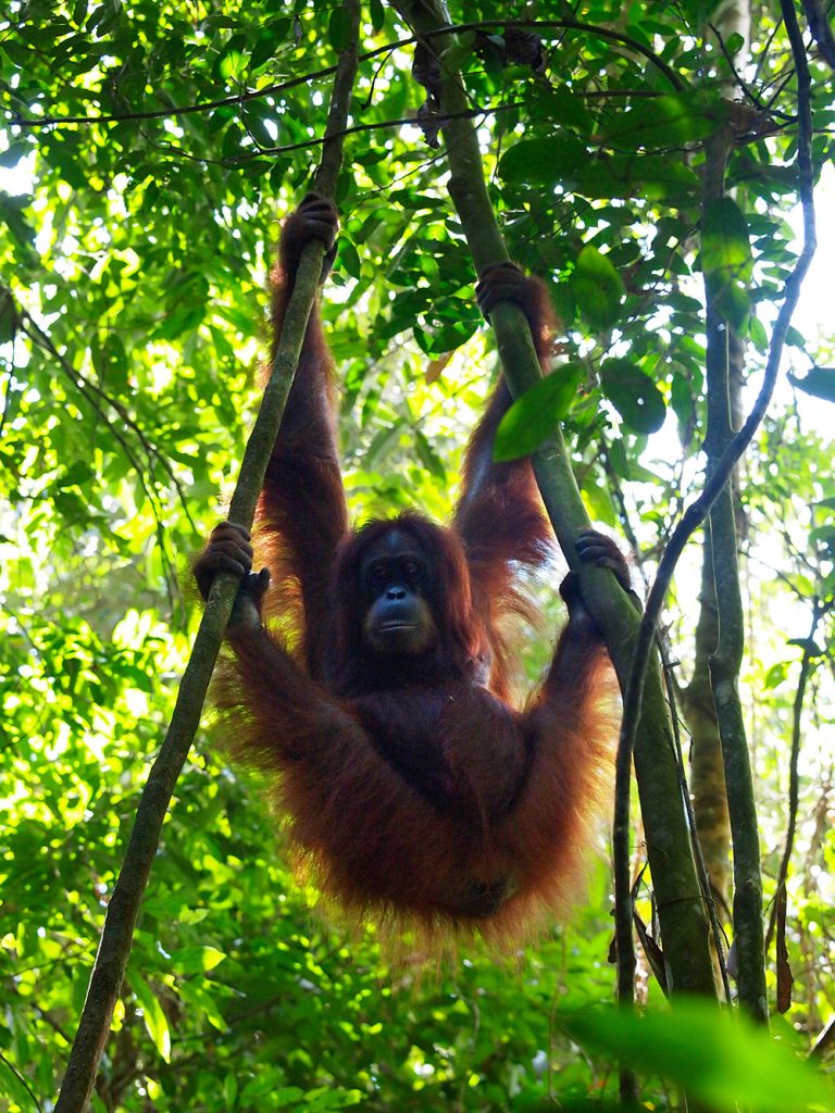 indonesien-fernweh-sumatra-bukit-lawang-orang-utan