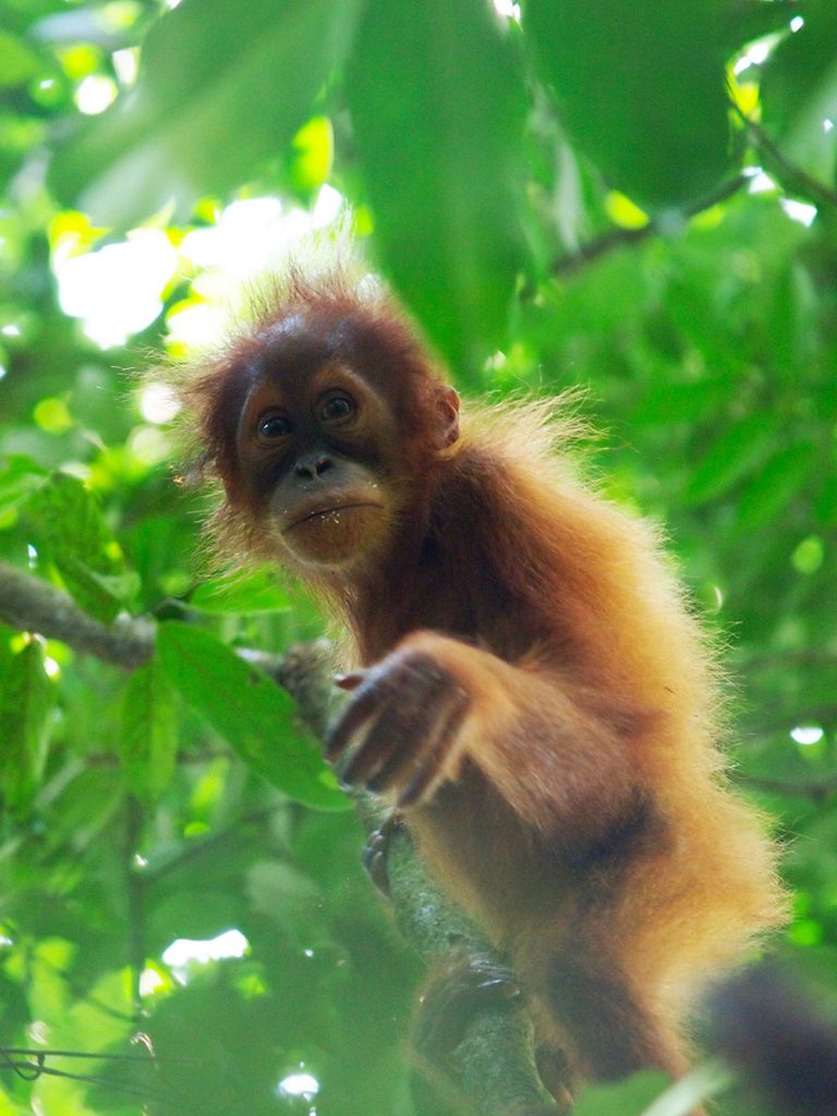 indonesien-fernweh-sumatra-bukit-lawang-orang-utan