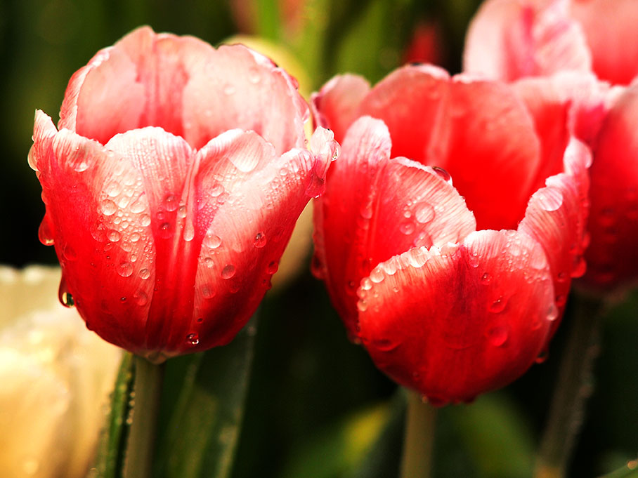 flower-festival-chiang-mai