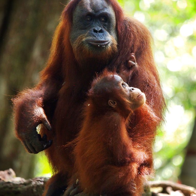 indonesien-fernweh-sumatra-bukit-lawang-orang-utan