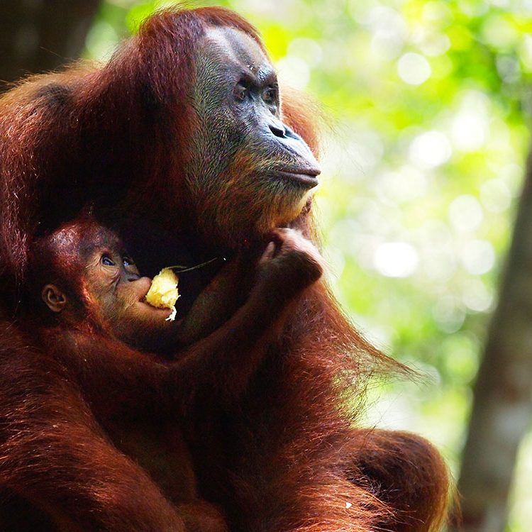 indonesien-fernweh-sumatra-bukit-lawang-orang-utan